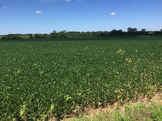 Property photo 1 - LAND AUCTION, 103+/- Acres offered in 2 Tracts in Randolph County